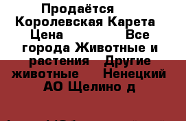 Продаётся!     Королевская Карета › Цена ­ 300 000 - Все города Животные и растения » Другие животные   . Ненецкий АО,Щелино д.